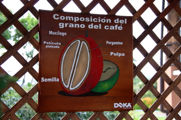 03-04 Doka Coffee Plantation (11)