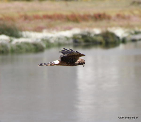 El Calafate, Argentina. Laguna Nimez Nature Preserve, Hawk