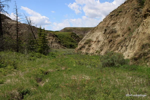 Scenery on the floor of Horseshoe Canyon