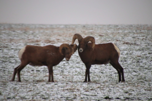 03 Bighorn Sheep SD Badlands