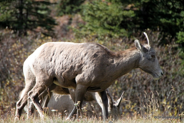 03 Bighorn Sheep, Highwood Pass