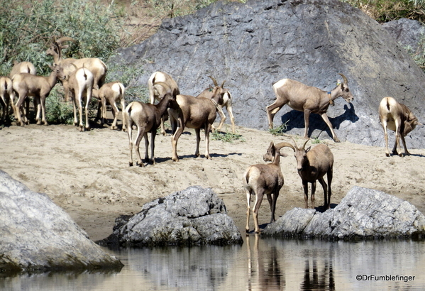 03 Bighorn Sheep, Snake River