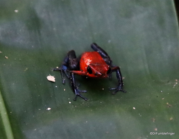 03 Blue Jeans Poison Dart Frog, Bogarin Trail