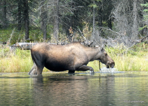 03 Denali Horseshoe Lake Hike