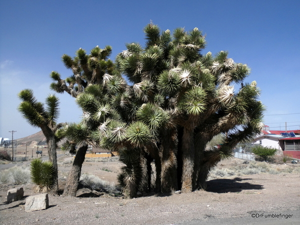 03 Joshua trees