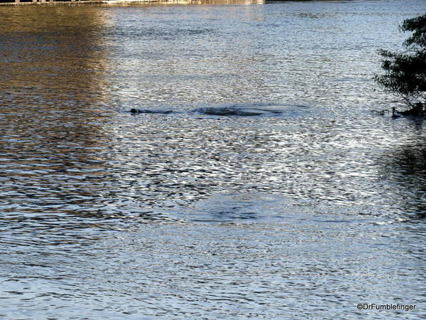 Manatee Deck at Haulover Bridge