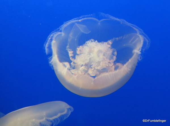 03 Monterey Bay Aquarium. Moon jelly