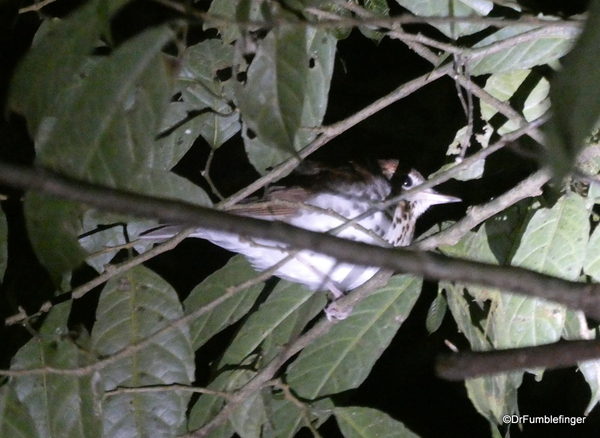 03 Monteverde Night Walk (9)