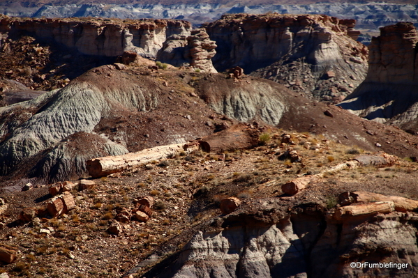 03 Petrified Forest