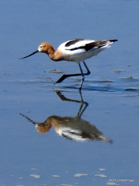 03 Reno wetlands. American avocet