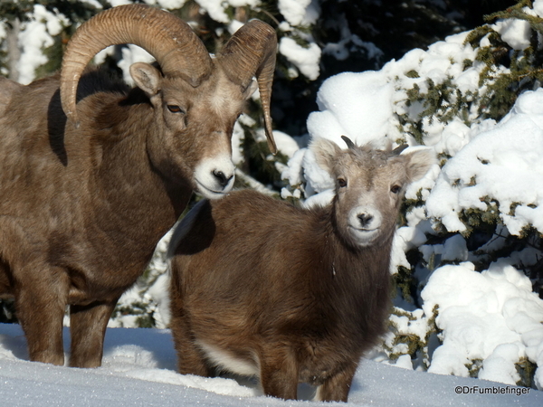 03 Rocky Mountain Bighorns