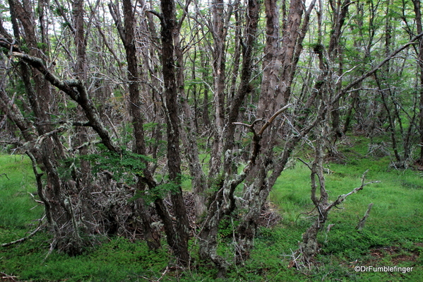 03 Tierra del Fuego National Park