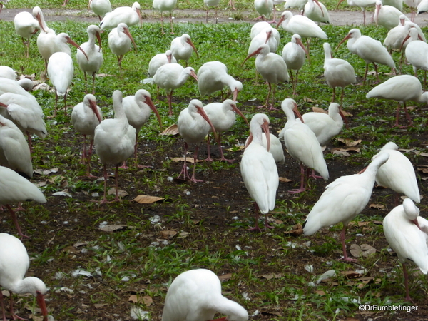 03 White Ibis