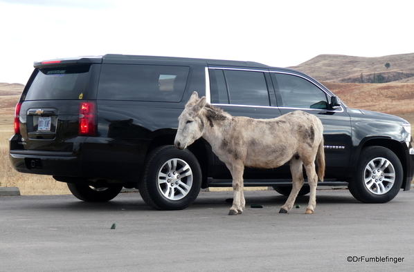 03 Wild Burros in Custer State Park