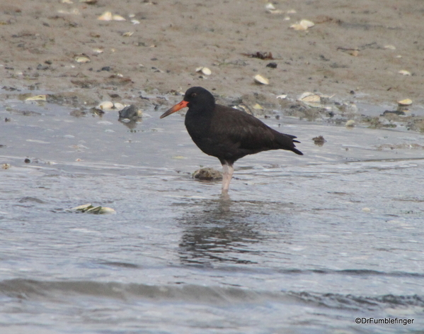 03 black oystercatcher