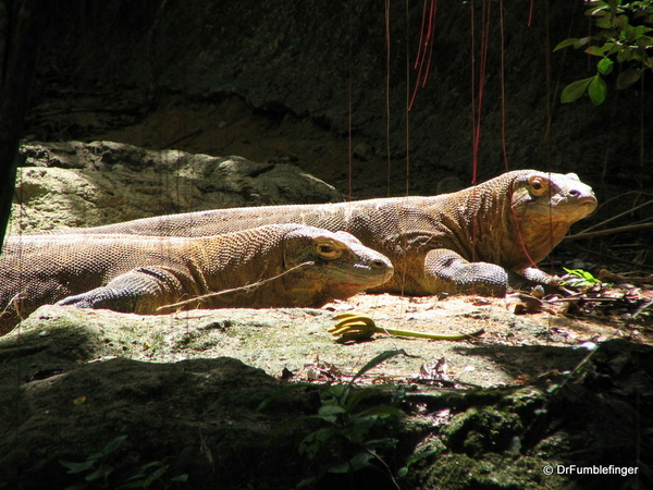 033 Singapore 2-2006. Zoo. Komodo Dragon