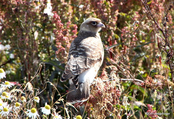 El Calafate, Argentina. Laguna Nimez Nature Preserve, Chimango