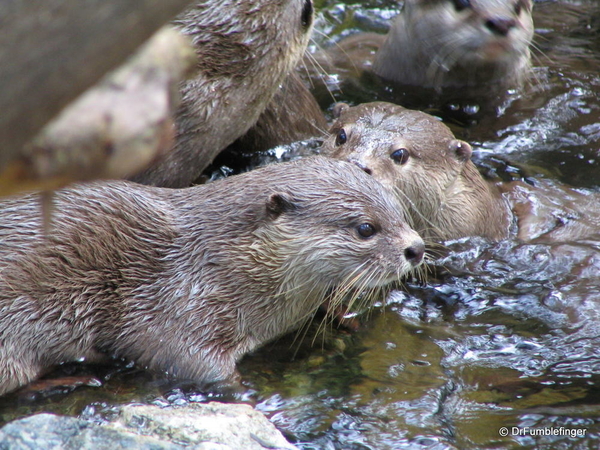 034 Singapore 2-2006. Zoo. ASIAN SMALL CLAWED OTTER