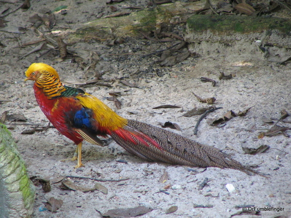 035 Singapore 2-2006. Zoo. Golden pheasant