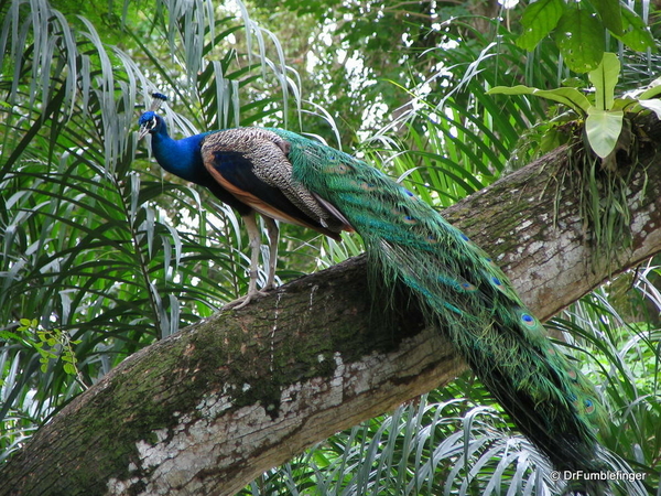 035 Singapore 2-2006. Zoo. PEACOCK