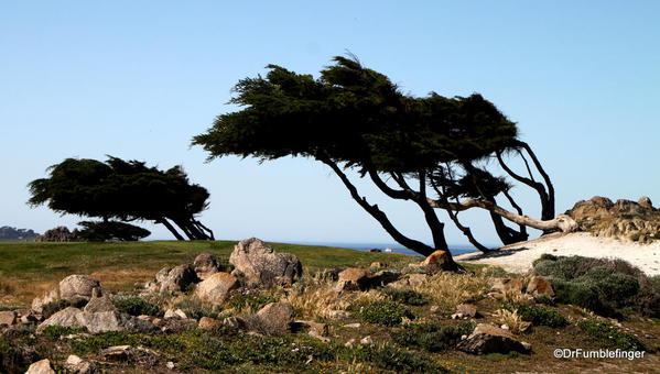 Seventeen Mile Drive, weathered trees