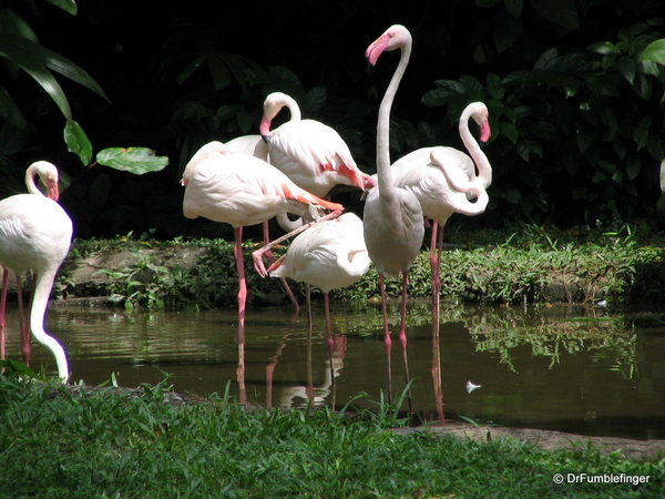 038 Singapore 2-2006. Zoo. FLAMINGOS