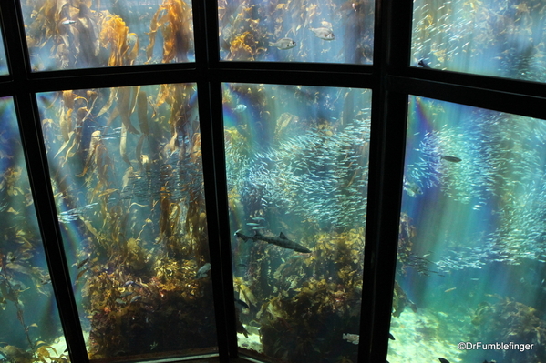 038 Monterey Bay Aquarium. Kelp Forest