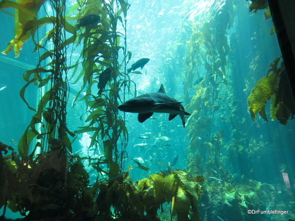 039 Monterey Bay Aquarium. Kelp Forest