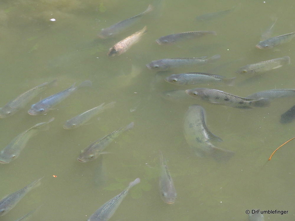 040 Singapore 2-2006. Zoo. FISH POND