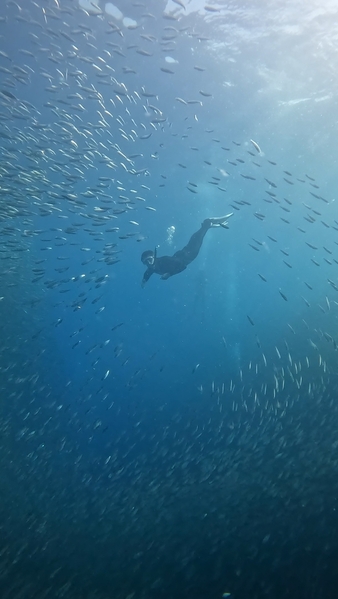 Diving with Sardines in Moalboal