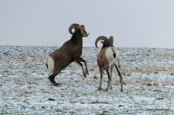 04 Bighorn Sheep SD Badlands