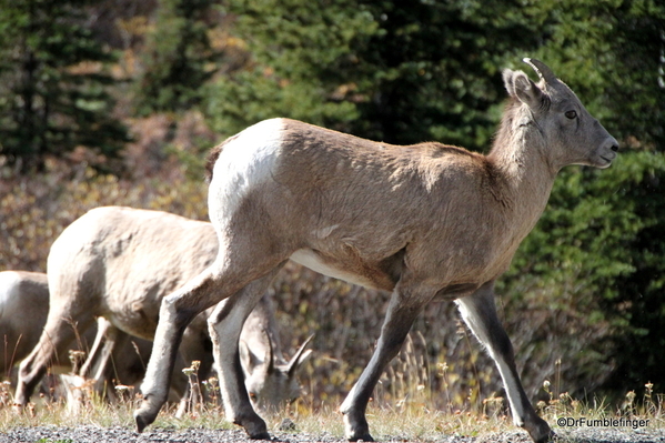 04 Bighorn Sheep, Highwood Pass