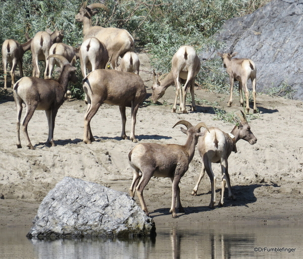 04 Bighorn Sheep, Snake River