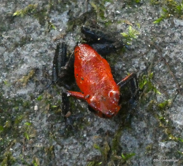 04 Blue Jeans Poison Dart Frog, Bogarin Trail