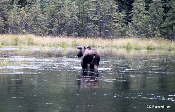 04 Denali Horseshoe Lake Hike