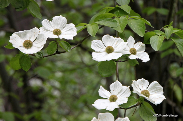 04 Dogwood Yosemite