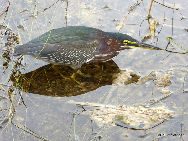 04 Green Heron, Everglades