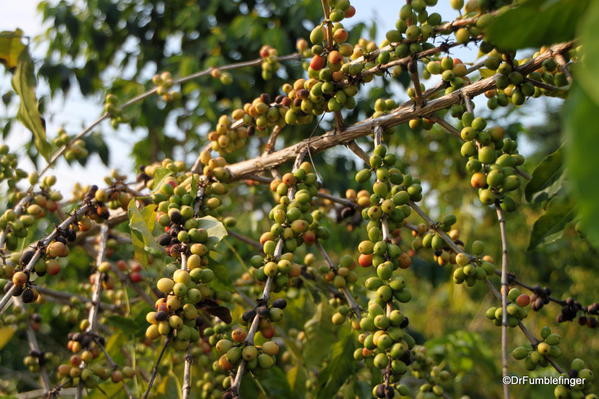 Coffee Trees, Greenwell Farms Coffee Tours