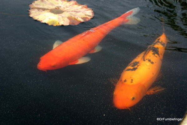 04 Koi Pond