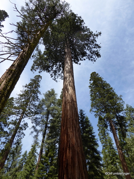 04 Mariposa Grove, Yosemite NP)