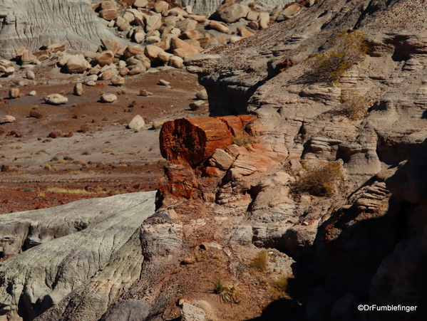 04 Petrified Forest