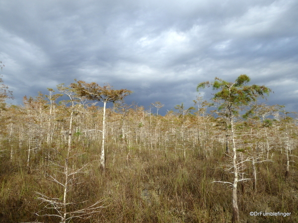 04 Pinelands Trail, Everglades