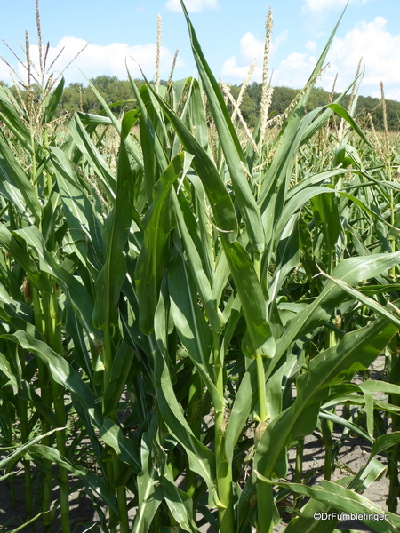 04 Prairie crops, Manitoba (3)