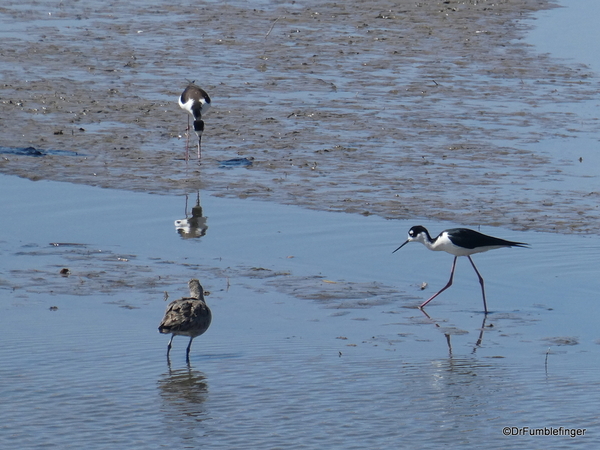 04 Reno wetlands. Black-necked stilt