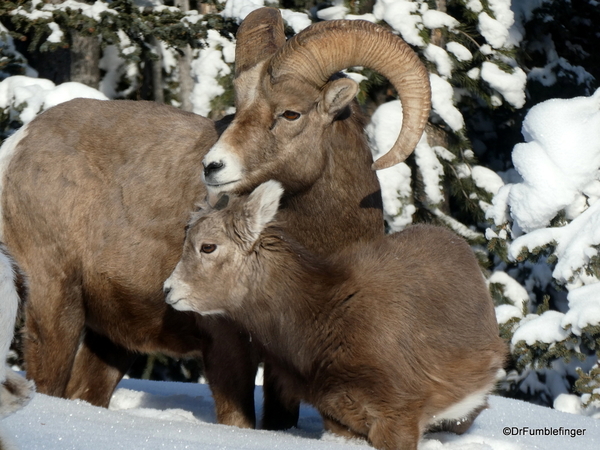 04 Rocky Mountain Bighorns