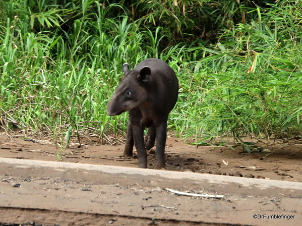 04 Trip to Turtle Bay (66)