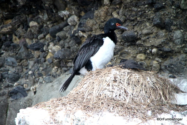 04 Tucker Islets. Magellanic Cormorant