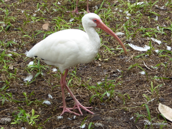 04 White Ibis