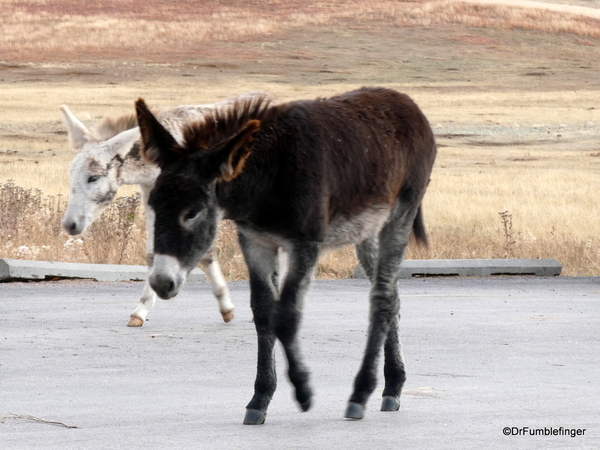 04 Wild Burros in Custer State Park