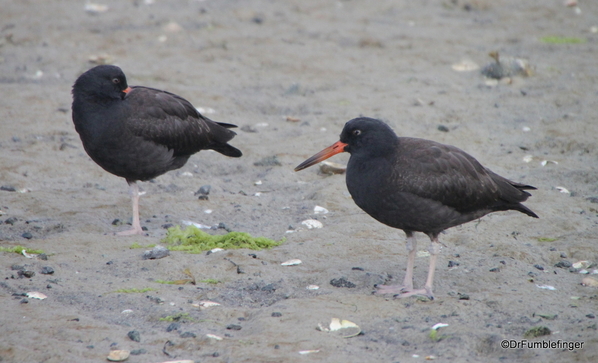 04 black oystercatcher